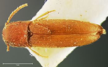 Media type: image;   Entomology 33720 Aspect: habitus dorsal view